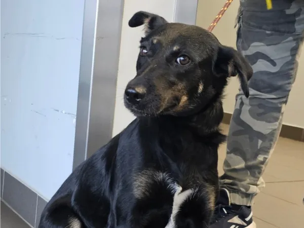 Znaleziono psa, Bydgoszcz, 22 czerwca 2024