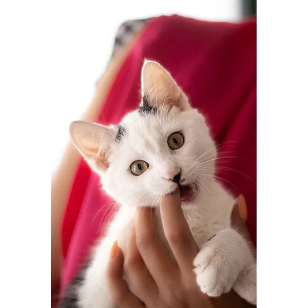 Znaleziono kota, Białystok, 24 czerwca 2024 (1/3)