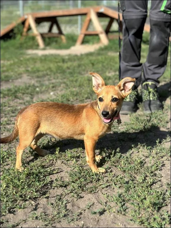 Znaleziono psa, Grudziądz, 19 maja 2024