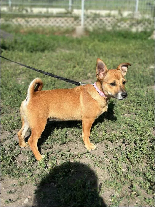 Znaleziono psa, Grudziądz, 19 maja 2024