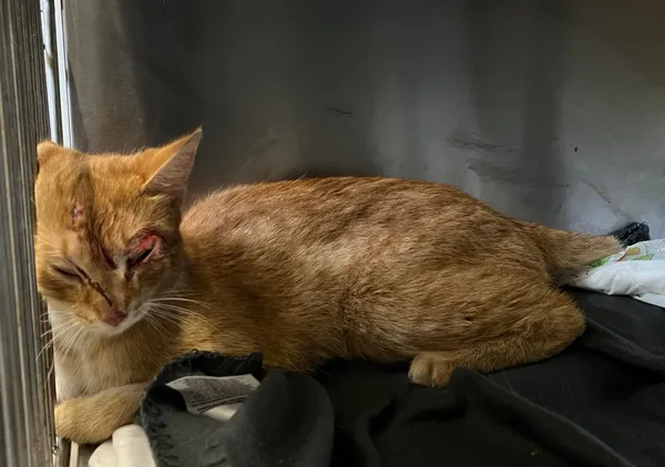 Kot do adopcji, Włocławek, 25 czerwca 2024