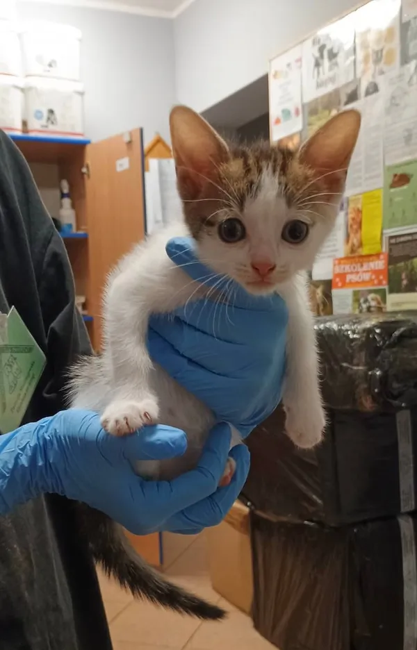 Kot do adopcji, Włocławek, 25 czerwca 2024 (1/2)