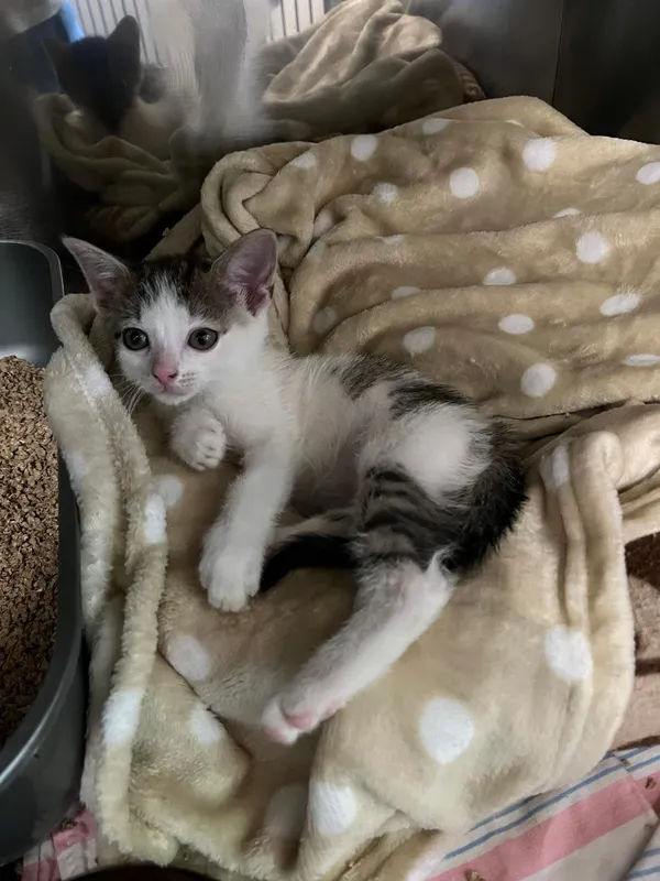 Kot do adopcji, Włocławek, 25 czerwca 2024 (2/2)