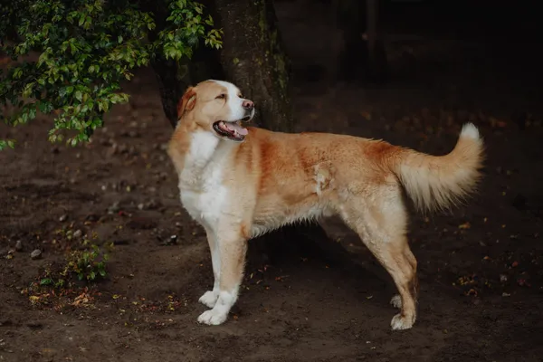 Oddam psa, Olsztyn, Kortowo, 27 czerwca 2024 (2/5)