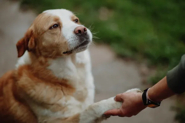 Oddam psa, Olsztyn, Kortowo, 27 czerwca 2024 (3/5)