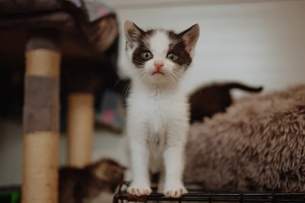 Oddam kota, Elbląg, Zakrzewo, 27 czerwca 2024 (1/2)