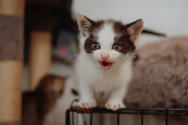 Oddam kota, Elbląg, Zakrzewo, 27 czerwca 2024 (2/2)