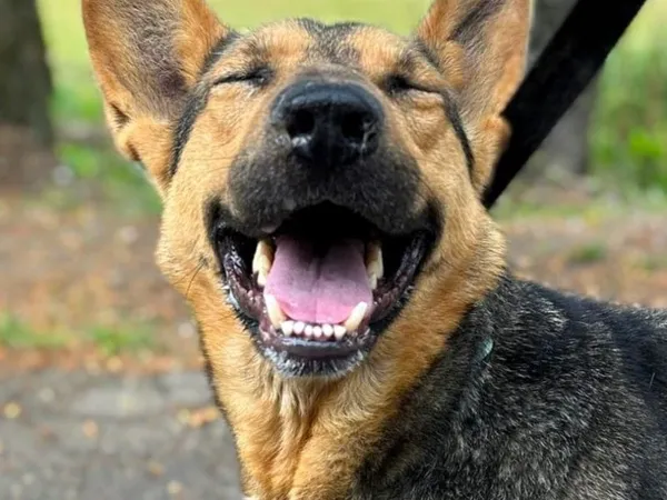 Pies do adopcji, Pawłowo, 27 maja 2024 (1/4)