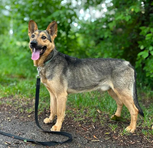 Pies do adopcji, Pawłowo, 27 maja 2024 (2/4)