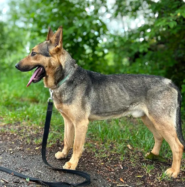 Pies do adopcji, Pawłowo, 27 maja 2024 (3/4)