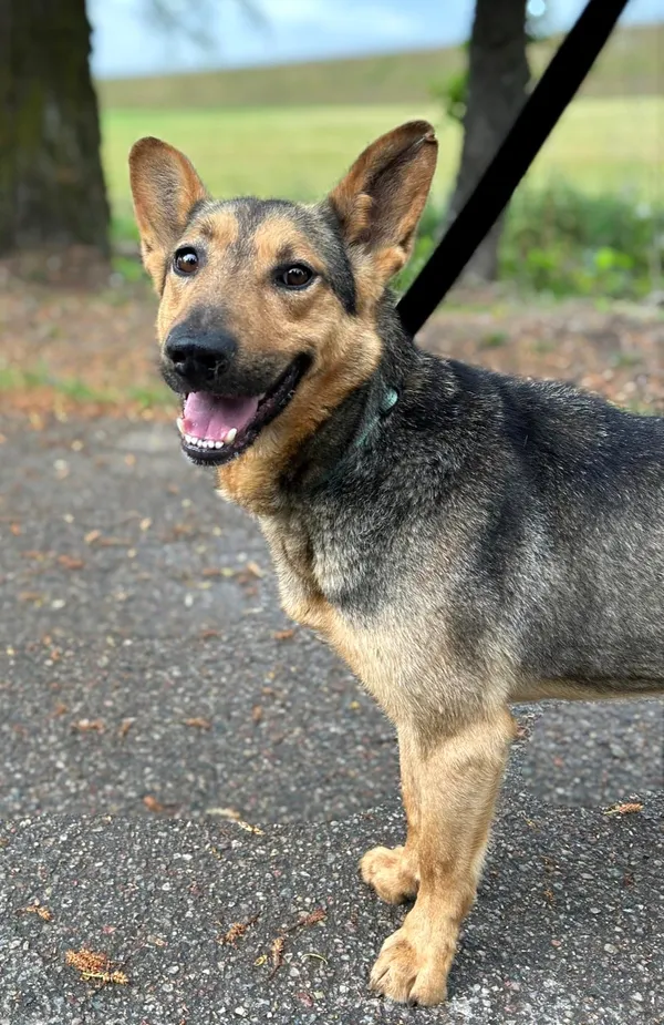 Pies do adopcji, Pawłowo, 27 maja 2024 (4/4)