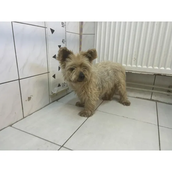 Znaleziono psa, Białystok, 8 czerwca 2024