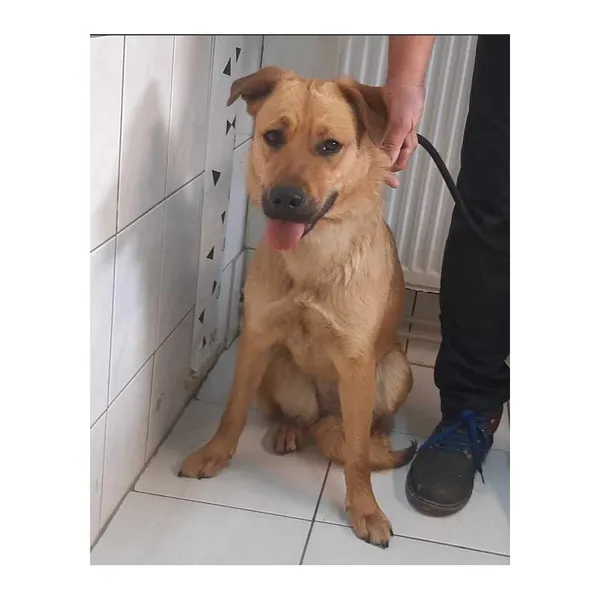 Znaleziono psa, Białystok, 30 maja 2024