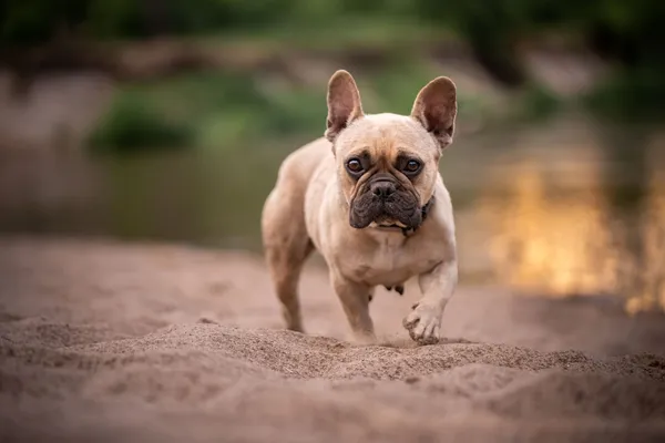 Oddam psa, Warszawa, Wyględów, 27 czerwca 2024 (1/2)