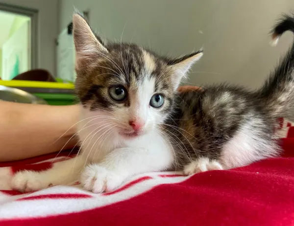 Kot do adopcji, Świdnica, 7 czerwca 2024