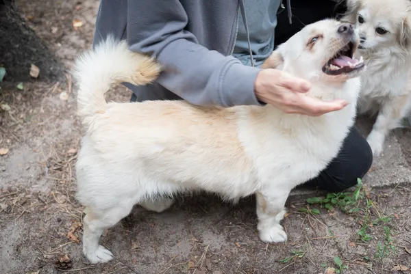 Oddam psa, Włocławek, Wschód Mieszkaniowy, 27 czerwca 2024 (3/5)