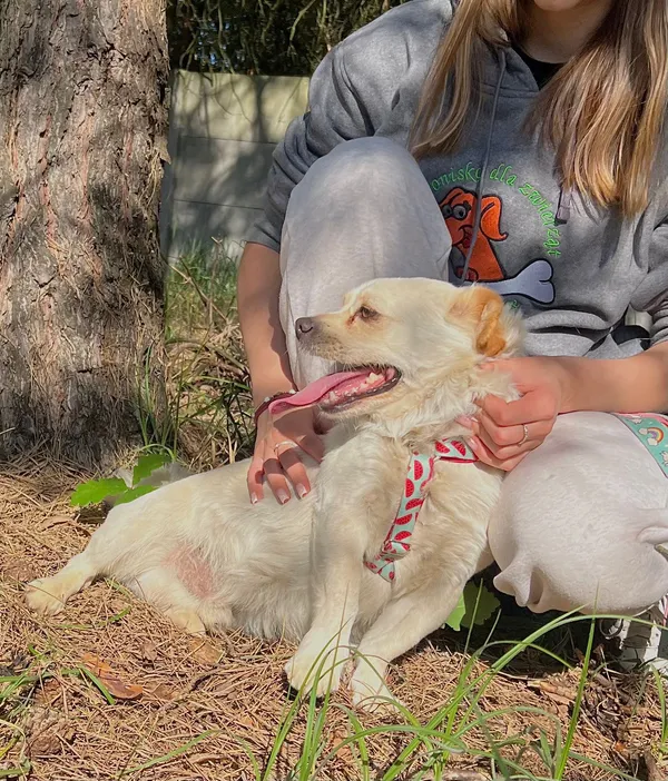 Oddam psa, Włocławek, Wschód Mieszkaniowy, 27 czerwca 2024 (5/5)