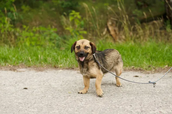 Pies do adopcji, Nowodwór, 27 czerwca 2024 (2/5)