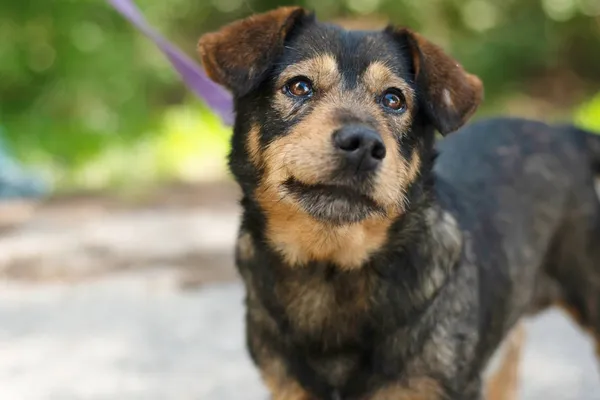 Pies do adopcji, Nowodwór, 27 czerwca 2024 (4/5)