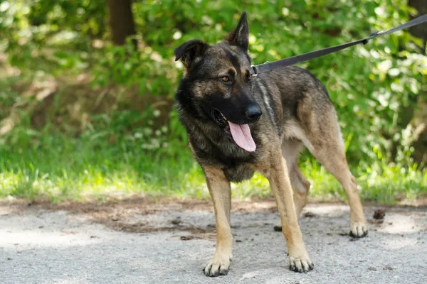 Pies do adopcji, Nowodwór, 27 czerwca 2024 (1/5)