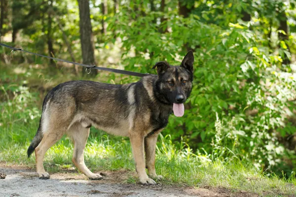 Pies do adopcji, Nowodwór, 27 czerwca 2024 (2/5)