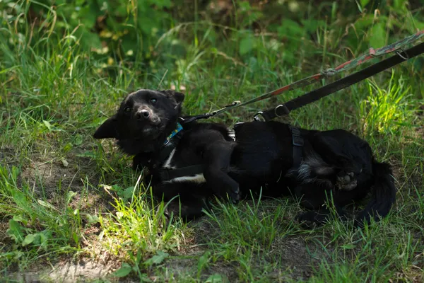 Pies do adopcji, Nowodwór, 27 czerwca 2024 (2/5)