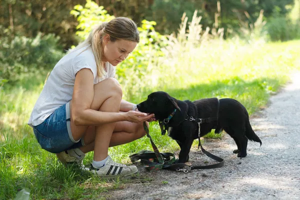 Pies do adopcji, Nowodwór, 27 czerwca 2024 (3/5)