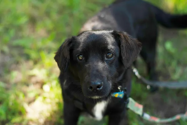 Pies do adopcji, Nowodwór, 27 czerwca 2024 (4/5)