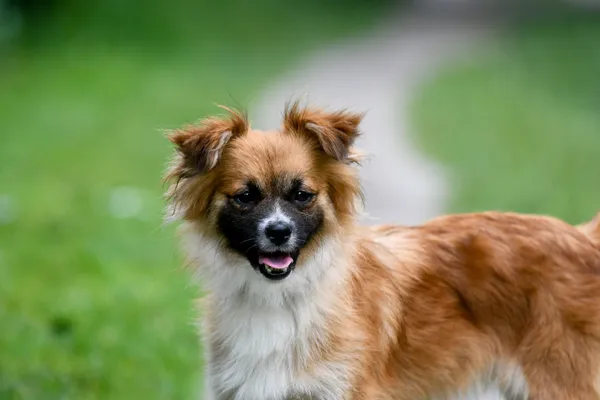 Pies do adopcji, Nowodwór, 27 czerwca 2024 (1/5)