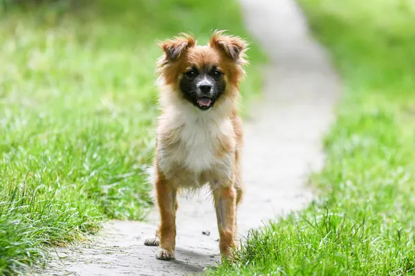 Pies do adopcji, Nowodwór, 27 czerwca 2024 (2/5)