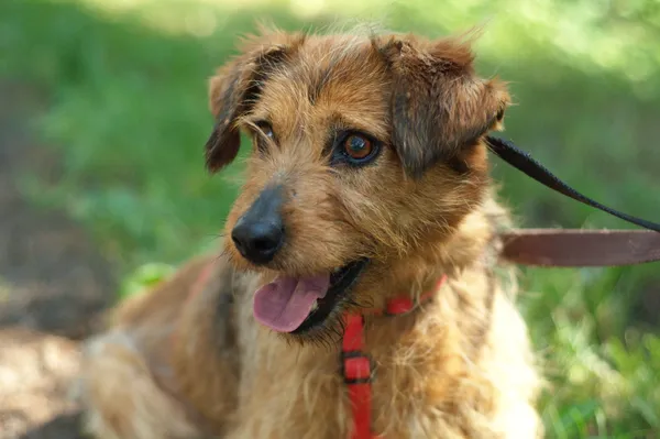 Pies do adopcji, Nowodwór, 27 czerwca 2024 (4/5)