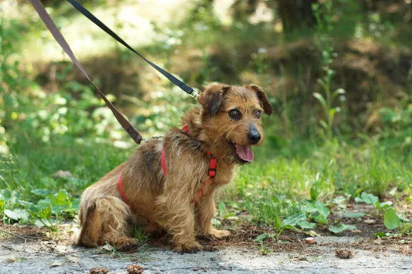 Pies do adopcji, Nowodwór, 27 czerwca 2024 (5/5)