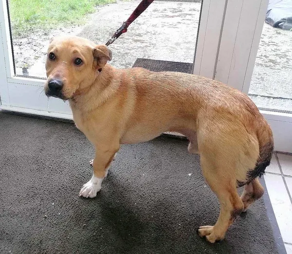 Pies do adopcji, Żary, 6 lipca 2023