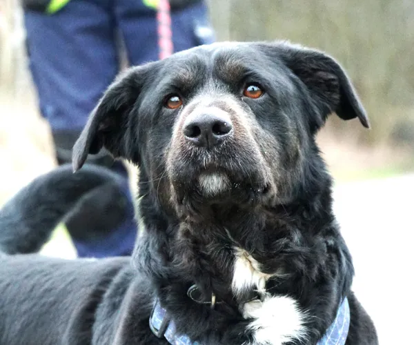 Pies do adopcji, Żary, 25 listopada 2025