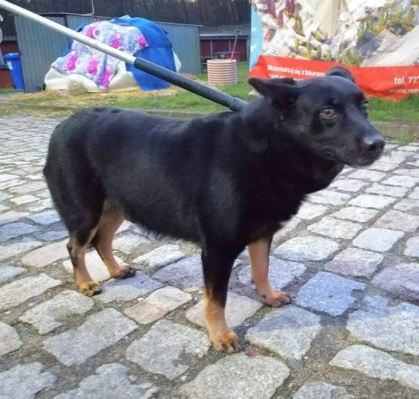 Pies do adopcji, Żary, 7 czerwca 2023