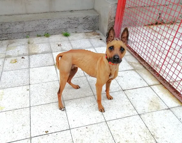 Pies do adopcji, Żary, 28 maja 2023