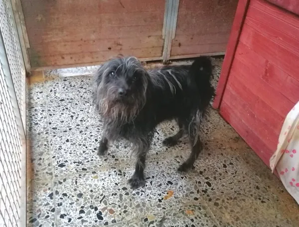 Pies do adopcji, Żary, 24 maja 2023