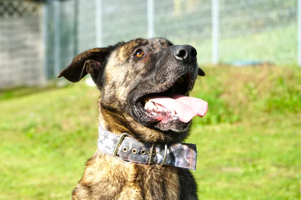 Pies do adopcji, Żary, 25 listopada 2025