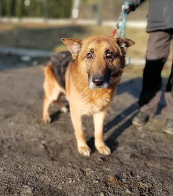 Pies do adopcji, Żary, 22 maja 2023