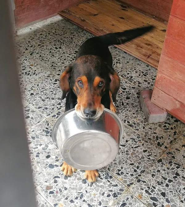 Pies do adopcji, Żary, 17 maja 2023