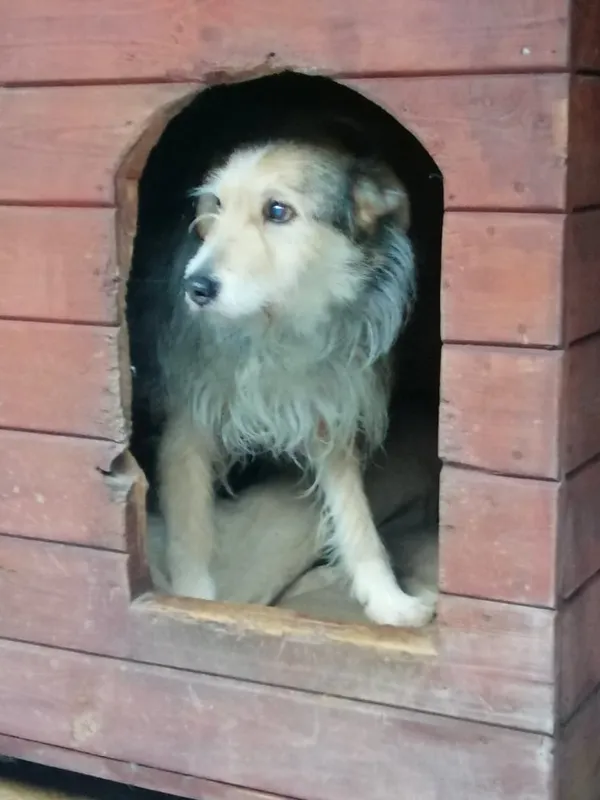 Pies do adopcji, Żary, 17 maja 2023