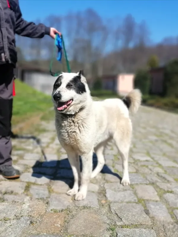 Pies do adopcji, Żary, 16 maja 2023