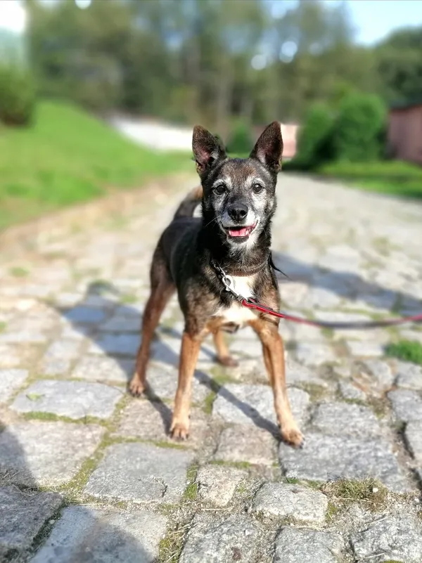 Pies do adopcji, Żary, 14 maja 2023