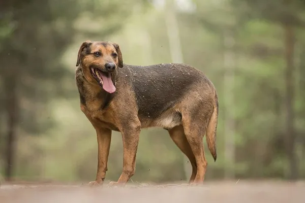 Pies do adopcji, Żary, 12 maja 2023