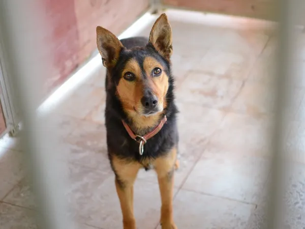 Pies do adopcji, Żary, 25 listopada 2025