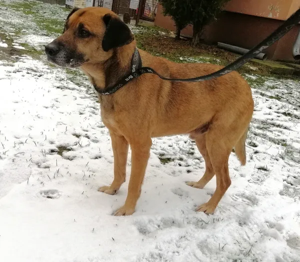 Pies do adopcji, Żary, 6 stycznia 2023 (1/4)