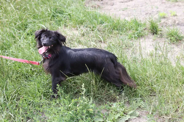 Pies do adopcji, Dłużyna Górna, 26 czerwca 2024 (4/5)