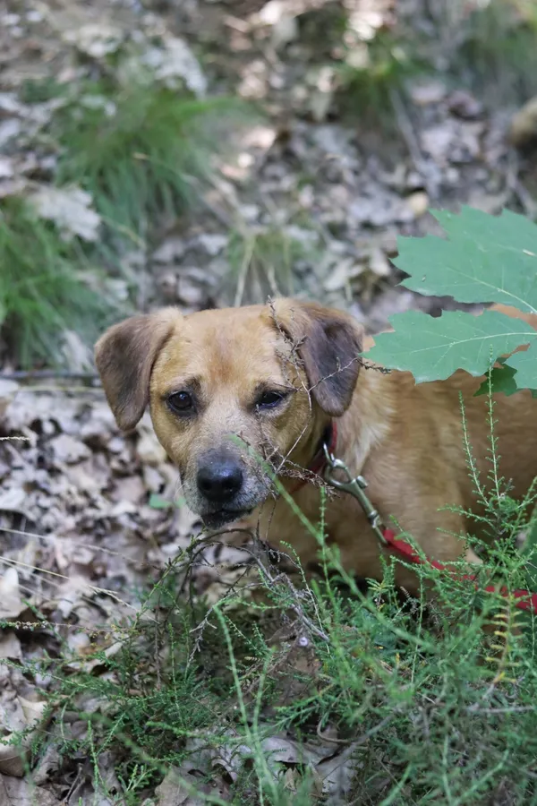 Pies do adopcji, Dłużyna Górna, 26 czerwca 2024 (1/5)