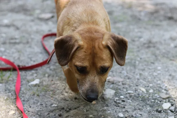 Pies do adopcji, Dłużyna Górna, 26 czerwca 2024 (2/5)