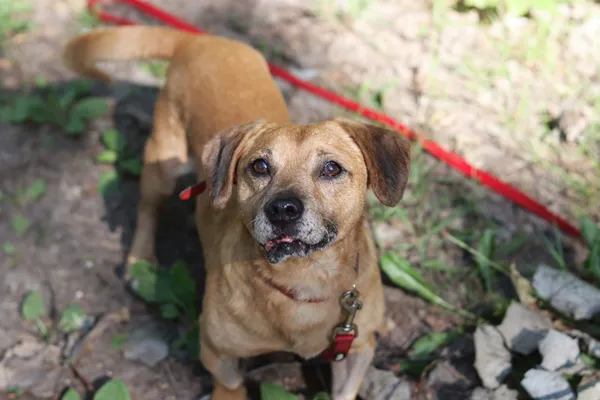 Pies do adopcji, Dłużyna Górna, 26 czerwca 2024 (3/5)